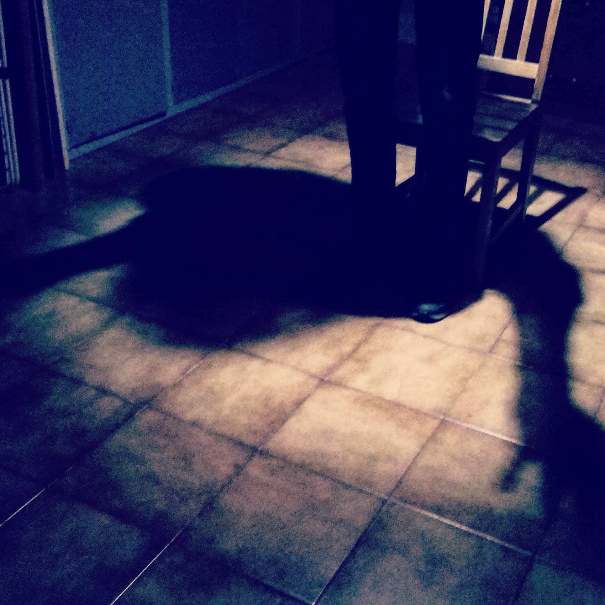 a shadow in the light